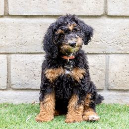 Purple - Phantom female Poodle puppy in Cool, California from Foothill Aussies