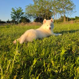 Pomsky and Siberian Husky Puppies from A-Dream Pomsky Kennel