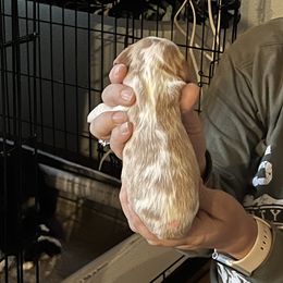 Cavalier King Charles Spaniel Puppies from Foster Cavaliers