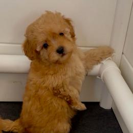 Kanga - Apricot female Goldendoodle puppy in Pensacola, Florida from Goldendoodles Love You in Pensacola Friend Edition