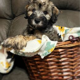 Bruno - Sable male Schnoodle puppy in Calhoun, Georgia from Bri & Dar’s Beloved Doodles