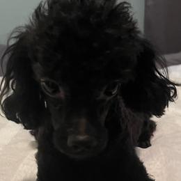 Dachshunds and Poodles from 4 States Mini Dachshunds & Mini Poodles