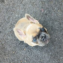 Aspen - Fawn female French Bulldog puppy in Denver, Pennsylvania from Heritage Lane French bulldogs
