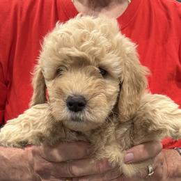 Hanna - Apricot female Goldendoodle puppy in Springfield, Pennsylvania from Lesher Goodwin Goldendoodles