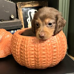 Oak - Chocolate and cream male Dachshund puppy in Summertown, Tennessee from The Dapper Dachshund