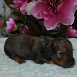 Dachshund Puppies from CLARK'S BREEDING PROGRAM