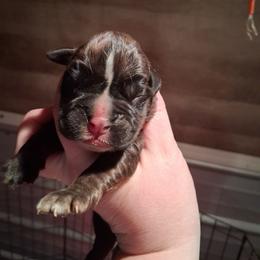 Girl 3 - Brindle female Boxer puppy in Pikeville, Kentucky from Boxers of Whispered Wishes