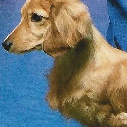 Dachshunds from Burdachs Dachshunds