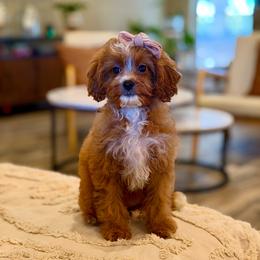 Dolly - Red female Cavapoo puppy in Melissa, Texas from Southern Love Cavapoos & Maltipoos
