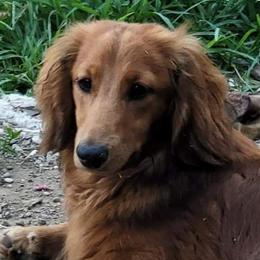 Kaiser - Dachshund