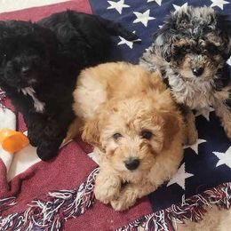 Aussiedoodle Puppies from My Classy Doodles