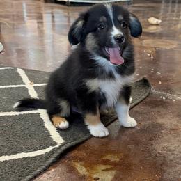 Roast - Black tri male Miniature Australian Shepherd puppy in Licking, Missouri from Burnett Aussies