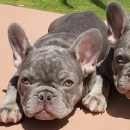 French Bulldogs from Liza's French Bulldogs