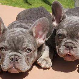 French Bulldogs from Liza's French Bulldogs