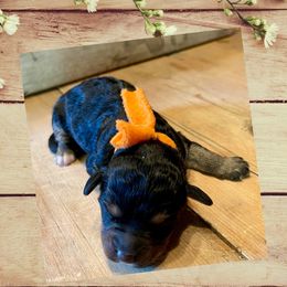 Bernedoodle, Double Doodle, French Bulldog, and Goldendoodle Puppies from Down on the farm Doodles