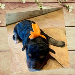 Bernedoodle, Double Doodle, French Bulldog, and Goldendoodle Puppies from Down on the farm Doodles