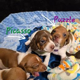 Puzzle - Piebald male Dachshund puppy in New Caney, Texas from BouncinMiniWeenies