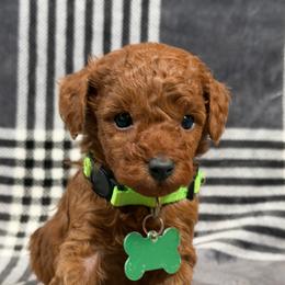 Daisy's Boy 2 - Red  male Poodle puppy in Martinsville, Indiana from Stonewick Poodles