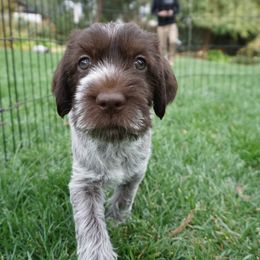 Wirehaired Pointing Griffon Puppies from Cathy West