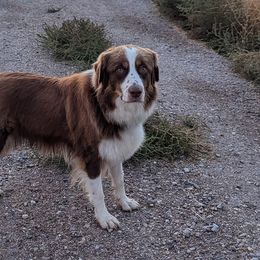 Australian Shepherds from Mountain Run Australian Shepherds