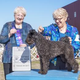 Virgie - Pumi