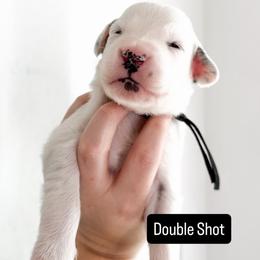 Double Shot - LUA long coat - White and black male Dalmatian puppy in Davenport, Florida from Sunny Jewels Dalmatians