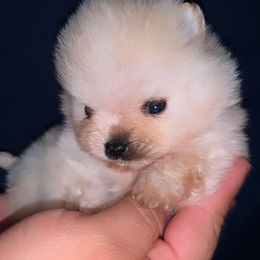 Bulldog and Pomeranian Puppies from Pommies of LA