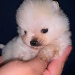 Bulldog and Pomeranian Puppies from Pommies of LA