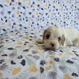 Cavapoo Puppies from Deshea LeBlanc