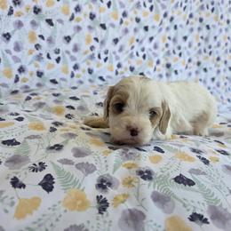 Cavapoo Puppies from Deshea LeBlanc