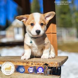Matt Dillon - Red male Pembroke Welsh Corgi puppy in Fortine, Montana from North Star Pembroke Welsh Corgi's