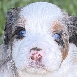 Boy 2 - male Bernedoodle puppy in Las Vegas, Nevada from Perfect Bernedoodles