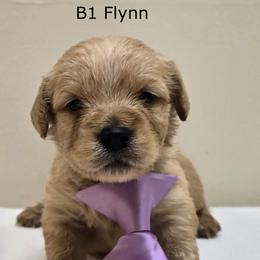 Boy 1 - Cream male Goldendoodle puppy in Milford, Michigan from Servant Kennel