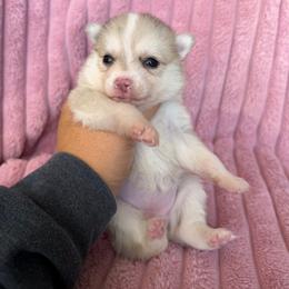 Marigold - Merle female Pomsky puppy in Aberdeen, Idaho from Willow Creek Cresteds