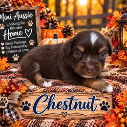Chestnut - Red tri male Miniature Australian Shepherd puppy in Idalou, Texas from Lonesome Pine Mini Aussies