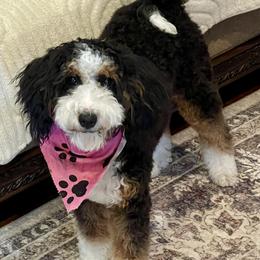 Bernedoodle puppies from Hilary’s Doodle Ranch