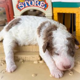 Bo Peep - Parti female Goldendoodle puppy in Montgomery, Texas from Texas Bello Doodles