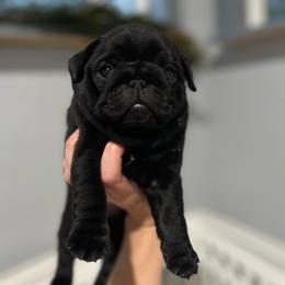 Juniper - Black female Pug puppy in Grants Pass, Oregon from Malta Pugs
