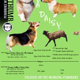 Pembroke Welsh Corgi puppies from Black Thumb Homestead