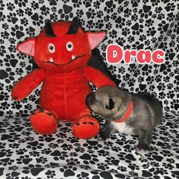 Drac - Gray male Swedish Vallhund puppy in Lake City, Virginia from Skyfyre Swedish Vallhunds