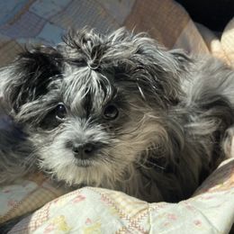 Shichons and Shorkies from Izzybee’s Small Paws