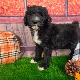 Ronnie - Black and white male Sheepadoodle puppy in Cornelia, Georgia from Yates Family Farm