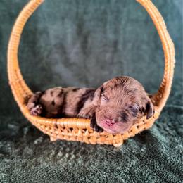Rein - Merle female Labradoodle puppy in Elizabeth City, North Carolina from Howdy Doodles