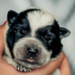 Boy 3 - Blue male Australian Cattle Dog puppy in Blackfoot, Idaho from Circle C Australian Cattle Dogs