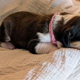 Pink girl - Sable female Bernedoodle puppy in Beaumont, Texas from Joy's Dood Ranch