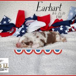 Earhart - Red merle female Miniature Australian Shepherd puppy in Madisonville, Texas from Flying LL Aussies