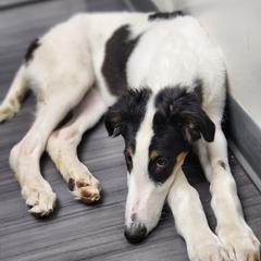Boy 4 - Borzoi puppy in Aiken County, South Carolina from Nirvanah Borzoi