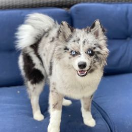 ODell - Pomsky