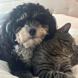 Edie - Bernedoodle