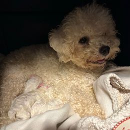 Heidi - Bichon Frise